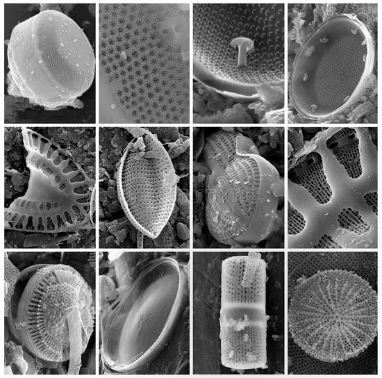 diatomees algues exosquelette silicium