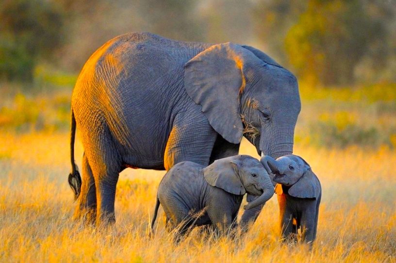 elephant supression cancer pseudogenes