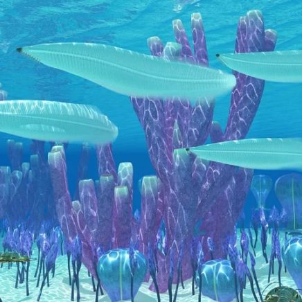 explosion cambrienne animaux