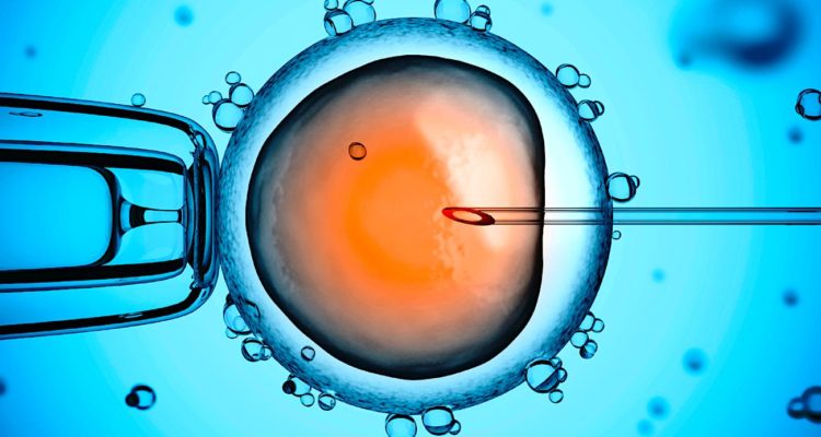 Comment Se Déroule Une Fécondation In Vitro