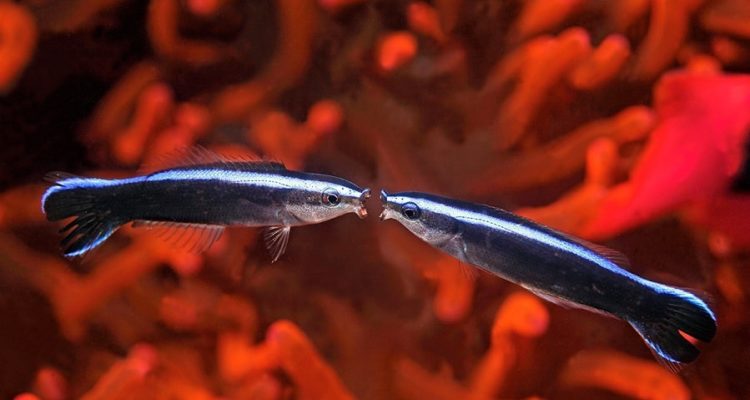 Un Poisson Passe Pour La Première Fois Avec Succès Le Test