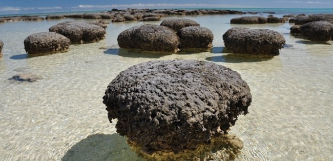 stromatolithes sediments cyanobacteries