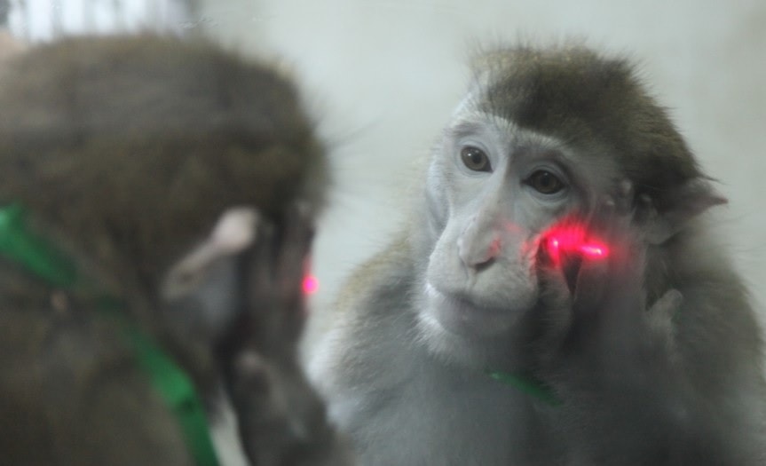 test miroir animal chimpanze
