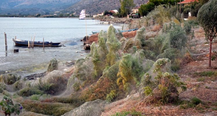 VIDÉO - Arachnophobes, s'abstenir ! Une plage grecque couverte de toiles d'araignées VIDÉO - Arachnophobes, s'abstenir ! Une plage grecque couverte de toiles d'araignées