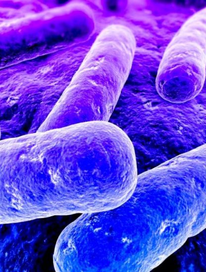 bacterie gram negatif multiresistance antibiotique