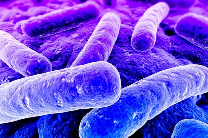 bacterie gram negatif multiresistance antibiotique