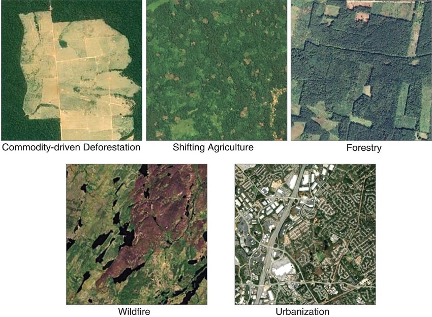 google earth causes deforestation