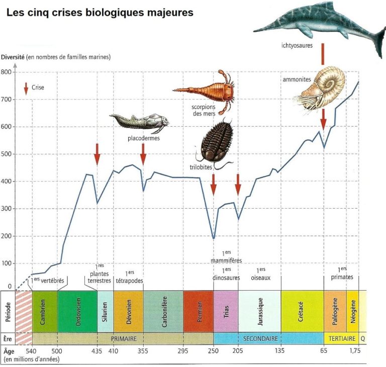 Crise Cretace Tertiaire Svt Extinction Crétacé-Tertiaire : comment le règne des dinosaures a-t-il