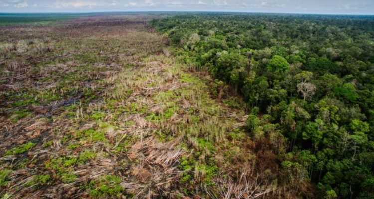 deforestation industrial agriculture