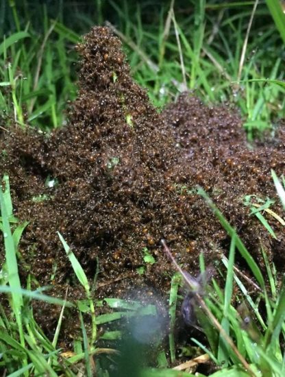 fourmi fourmis formation radeau tempete ouragan florence