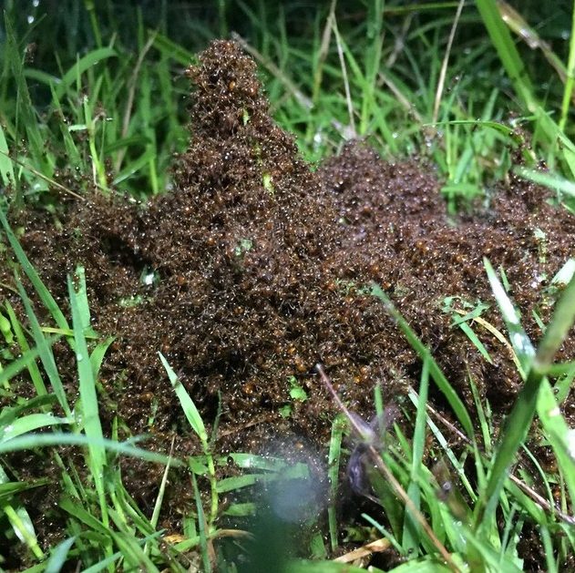 fourmi fourmis formation radeau tempete ouragan florence