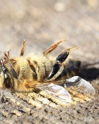 glyphosate herbicide declin abeilles