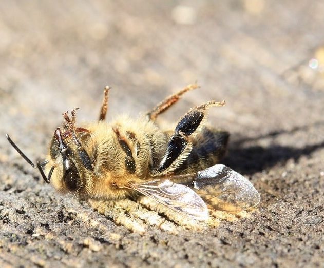 glyphosate herbicide declin abeilles