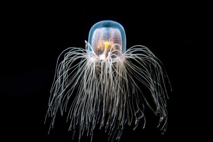 meduse turritopsis dohrnii