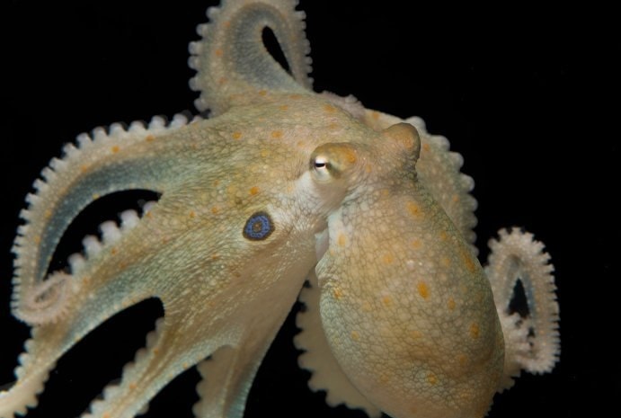 octopus bimaculoides pieuvre
