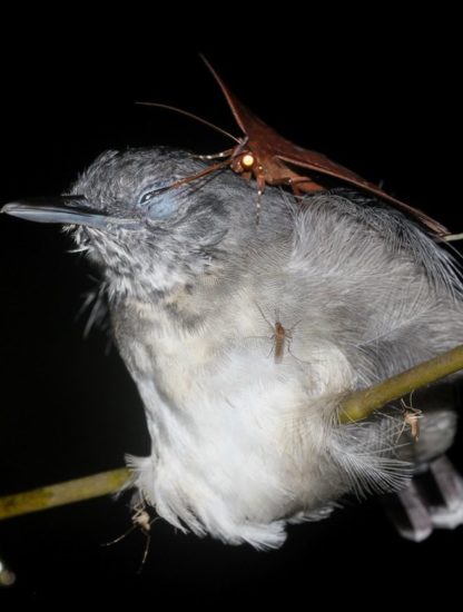 papillon de nuit lachryphagie larmes oiseau
