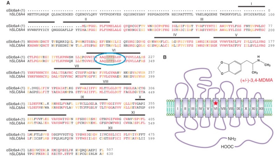 mdma proteine transporteur SLC6A4