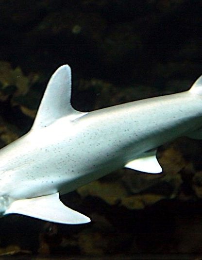 requin marteau omnivore tiburo