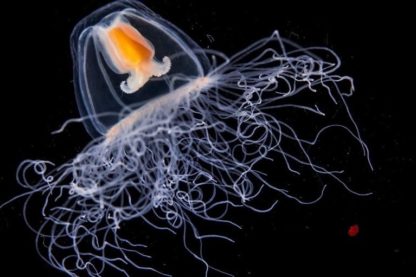 meduse turritopsis immortalite biologique