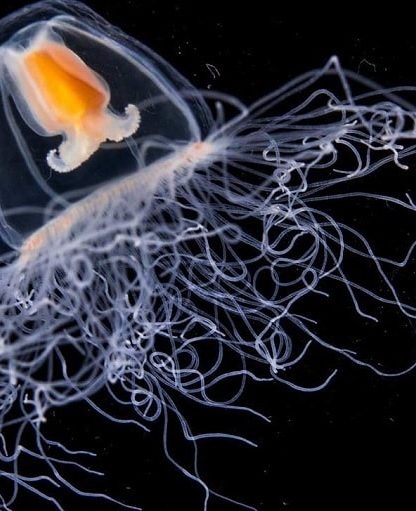 meduse turritopsis immortalite biologique