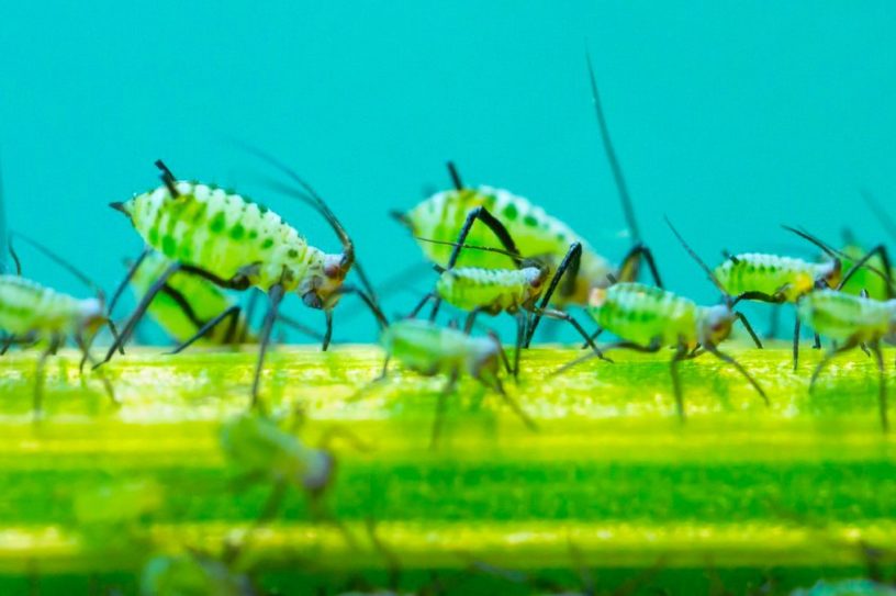 armee insecte virus modifie protection plante