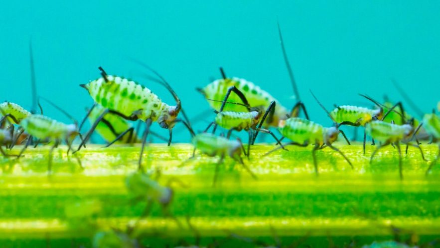armee insecte virus modifie protection plante