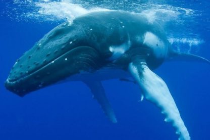 baleine bosse 911 appel effrayee femme bateau observation
