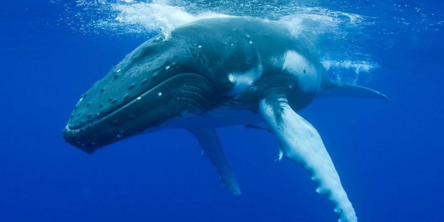 baleine bosse 911 appel effrayee femme bateau observation