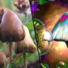champignons hallucinogenes capacites cognitives