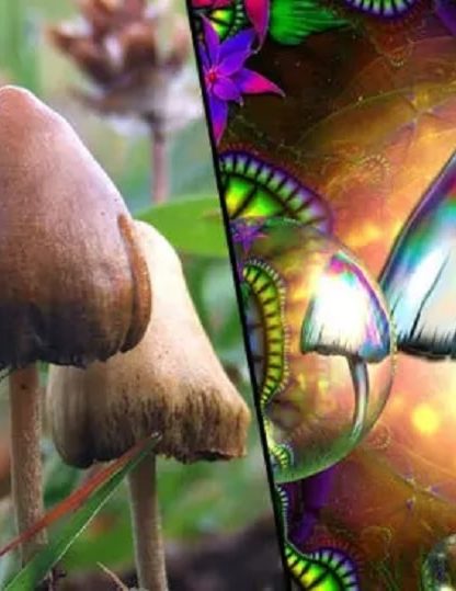 champignons hallucinogenes capacites cognitives