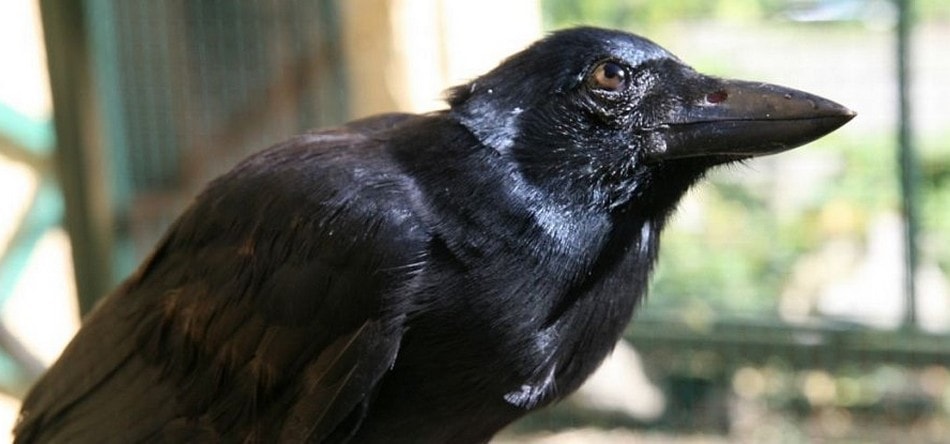 Le corbeau, véritable génie de la nature