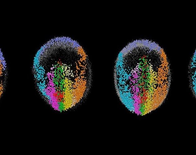 developpement embryon souris microscope