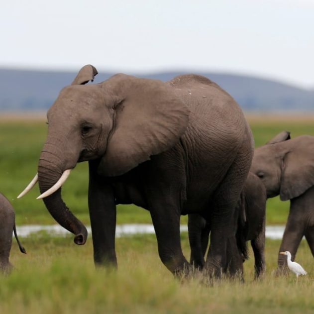 extinction mammiferes biodiversite elephant