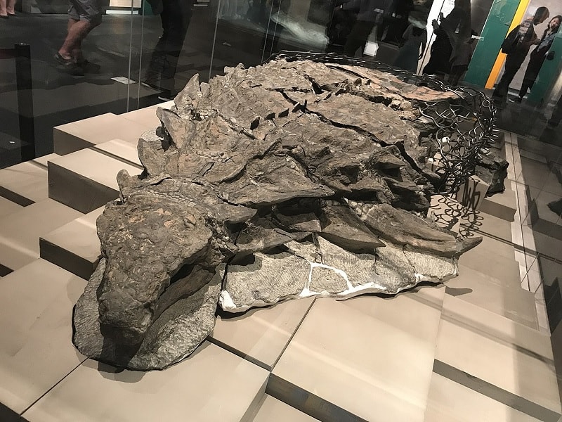 fossile borealopelta dinosaure
