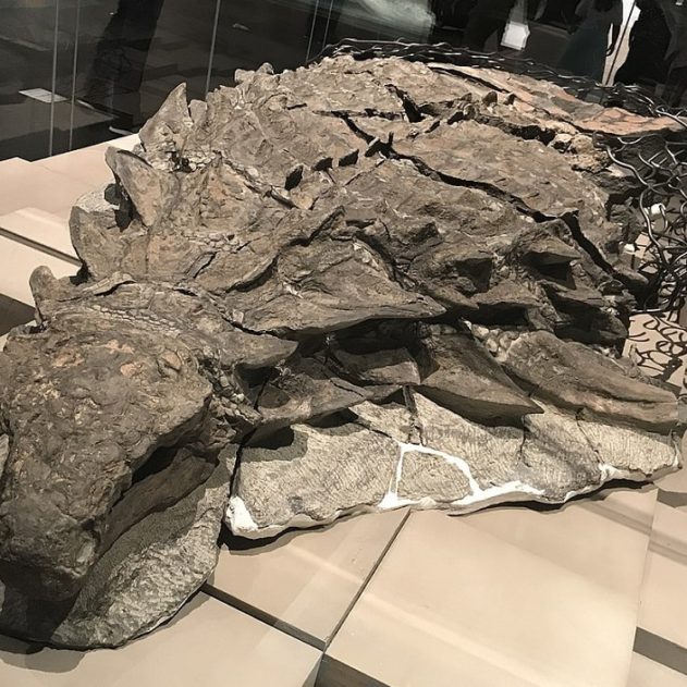 fossiles palontologie dinosaure borealopelta