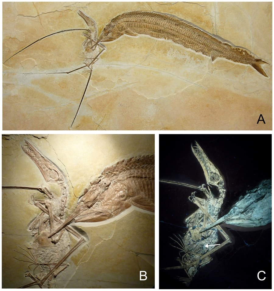 fossile pterosaure poisson