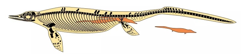 femelle ichthyosaure accouchement
