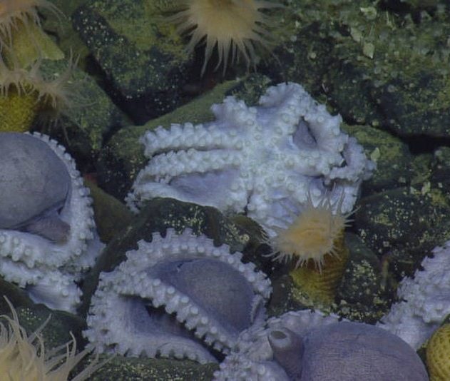 pieuvre amas poulpe couvee couvaison eau profonde decouverte nautilus hercules