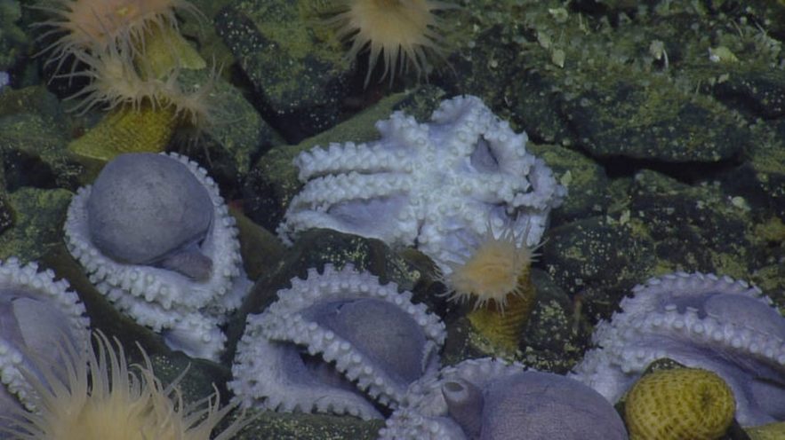 pieuvre amas poulpe couvee couvaison eau profonde decouverte nautilus hercules
