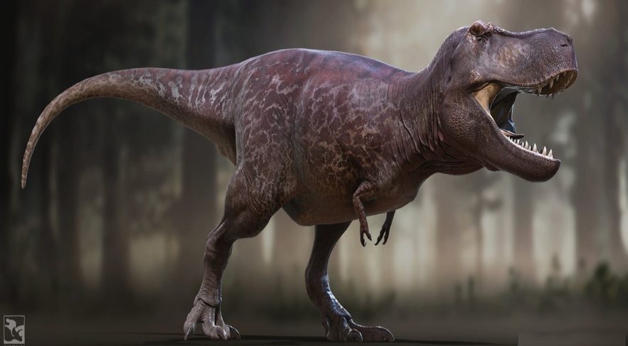 reconstruction dinosaure trex