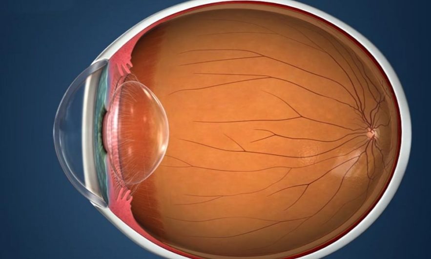 retine organoide laboratoire oeil