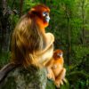 singes rhinopitheques concours wildlife