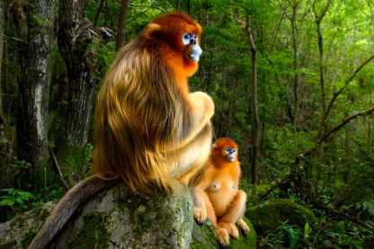 singes rhinopitheques concours wildlife