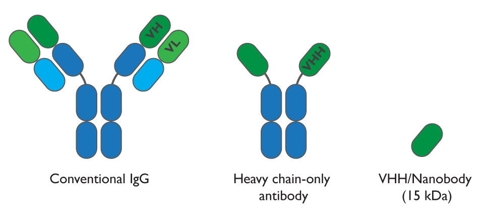 anticorps nanocorps