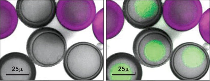 cellules artificielles proteine-fluorescente verte communication