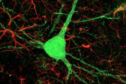 cellules astrocytes neurones reprogrammees