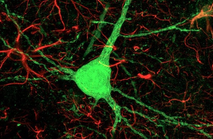 cellules astrocytes neurones reprogrammees