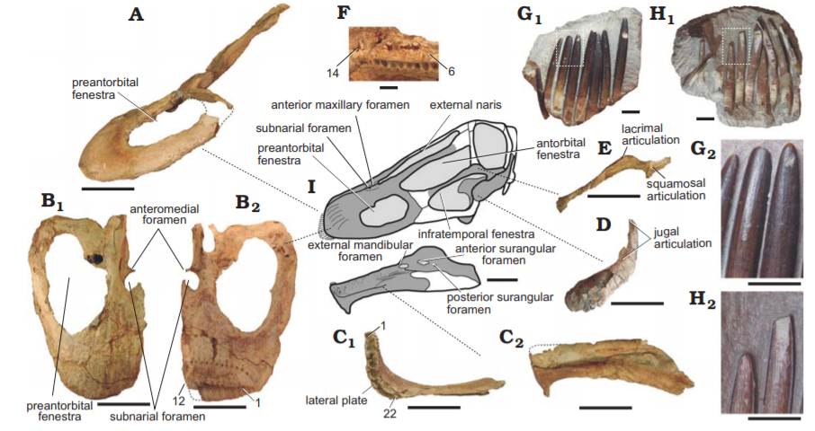 crane ossements lavocatisaurus agrioensis