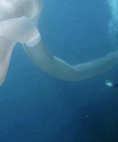 creature sous marine ocean nouvelle zelande plongeur pyrosome