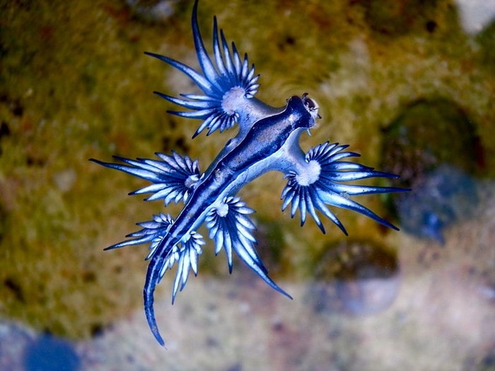 dragon bleu mer nudibranche